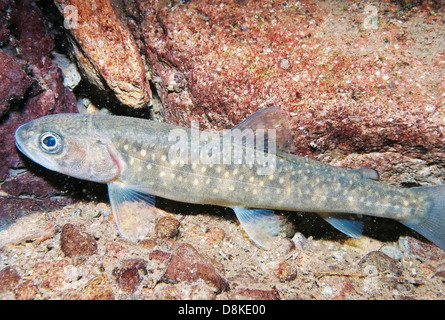 Dieses Foto zeigt eine junge Bullenforelle, die unter Wasser in einer Süßwasserumgebung ruht. Der Fisch ist bekannt für seinen starken Körper und sein unverwechselbares Farbmuster. Das Bild zeigt den natürlichen Lebensraum und das Verhalten dieser Art in klarem, kaltem Wasser. Stockfoto