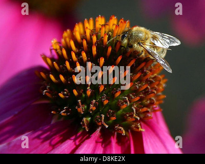 Eine Nahaufnahme von Bienen, die Nektar aus Blüten sammeln und ihre wesentliche Rolle bei der Bestäubung zeigen. Das Bild zeigt die komplizierten Details der Biene und der Blumen, die sie besucht. Stockfoto