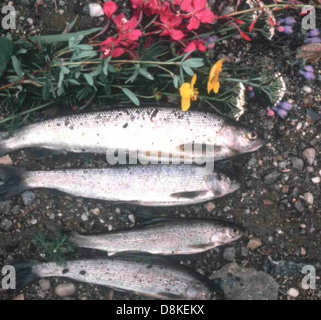 Gefangen Fische am Boden. Stockfoto