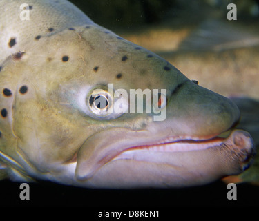 Nahaufnahme einer braunen Forelle, die ihre charakteristischen Körpermarkierungen, Färbung und Textur hervorhebt. Die gesprenkelte Haut und die schlanke Form des Fisches sind charakteristisch für diese Süßwasserart. Stockfoto