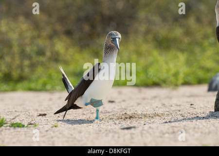 Stock Foto von der Zucht Anzeige von einem blauen footed Sprengfallen, North Seymour Island, Galapagos Stockfoto