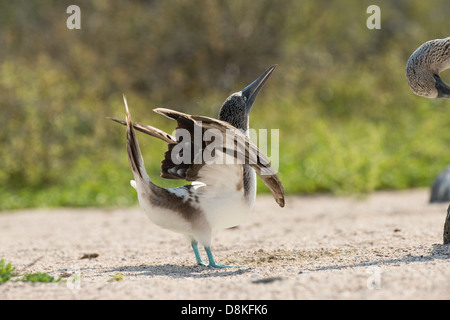 Stock Foto von der Zucht Anzeige von einem blauen footed Sprengfallen, North Seymour Island, Galapagos Stockfoto