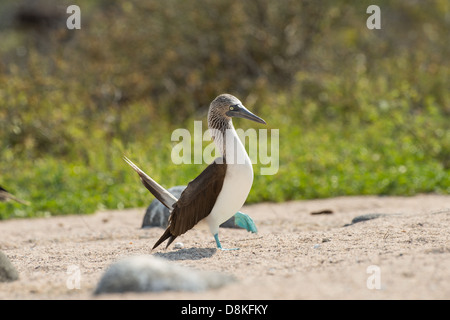 Stock Foto von der Zucht Anzeige von einem blauen footed Sprengfallen, North Seymour Island, Galapagos Stockfoto