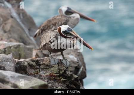 Stock Foto von zwei braune Pelikane sitzen auf einem Felsvorsprung, North Seymour Island, Galapagos Stockfoto