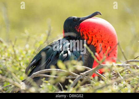 Stock Foto von einer männlichen herrliche Fregattvogel Zucht Anzeige auf Espanola Insel, Galapagos Stockfoto