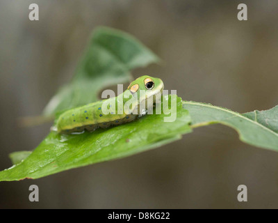 Die Larve des Spicebush-Schwalbenschwanzfalters (Papilio troilus) ist auf einem Gewürzbuschblatt zu sehen. Die grüne raupe ist vor dem Blatt verborgen, das seine wichtigste Nahrungsquelle ist. Stockfoto
