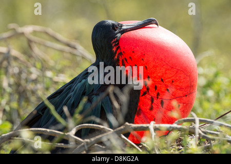 Stock Foto von einer männlichen herrliche Fregattvogel Zucht Anzeige auf Espanola Insel, Galapagos Stockfoto