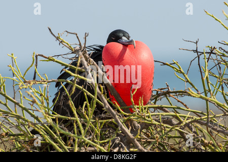 Stock Foto von einer männlichen herrliche Fregattvogel Zucht Anzeige auf Espanola Insel, Galapagos Stockfoto