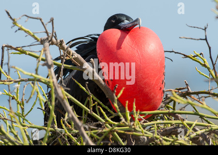 Stock Foto von einer männlichen herrliche Fregattvogel Zucht Anzeige auf Espanola Insel, Galapagos Stockfoto