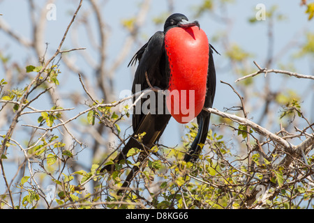 Stock Foto von einer männlichen herrliche Fregattvogel Zucht Anzeige auf Espanola Insel, Galapagos Stockfoto