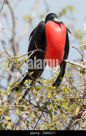 Stock Foto von einer männlichen herrliche Fregattvogel Zucht Anzeige auf Espanola Insel, Galapagos Stockfoto