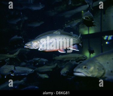 Unterwasserbilder Bachforelle Fisch. Stockfoto