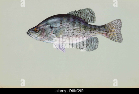 Weiße Crappie Pomoxis Annularis. Stockfoto