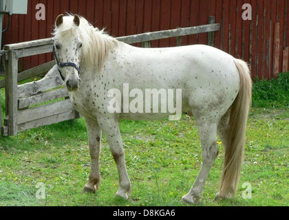 Ein weißes Pferd steht auf einem grasbewachsenen Feld und zeigt sein majestätisches Aussehen vor der natürlichen Landschaft. Das reine Fell des Pferdes bildet einen schönen Kontrast zum umliegenden Grün. Stockfoto