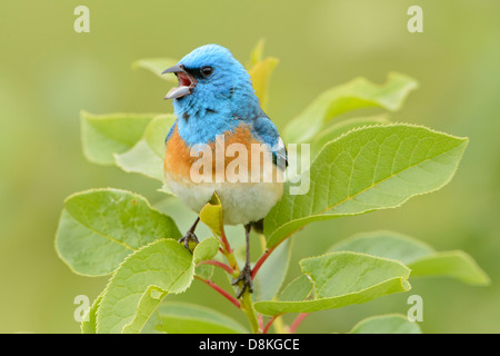 Ein männlicher lazuli Bunting (Passerina amen) Riemen, einen Song für in der Nähe befindliche Frauen, Nordamerika Stockfoto