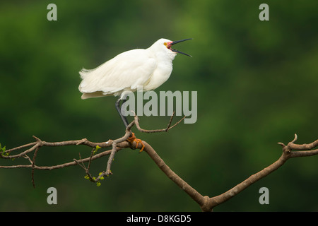 Ein Weißer Reiher (Egretta unaufger) vocalizing, High Island, Texas Stockfoto