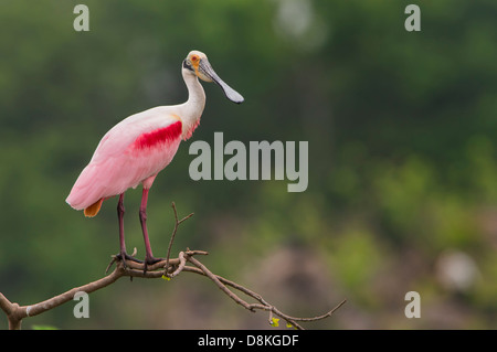 Eine rosige Löffler (Platalea Ajaja) stellt auf einem Ast, High Island, Texas Stockfoto