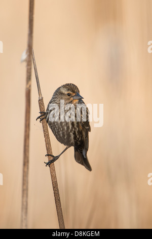 Ein weiblicher Rotschulterstärling (Agelaius Phoeniceus) hängt an einem Rohrkolben, Missoula, Montana Stockfoto