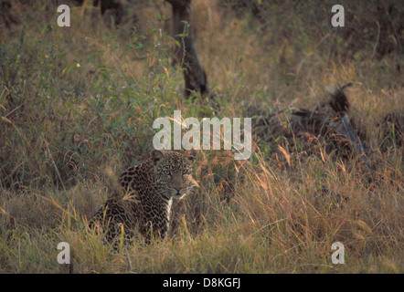 Dieses Bild zeigt einen afrikanischen Leoparden (Panthera pardus), eine große Katzenart, die in Afrika südlich der Sahara beheimatet ist. Die Leoparden sind bekannt für ihr auffälliges Rosettenmuster und sind mächtige Jäger und erfahrene Kletterer. Sie sind anpassungsfähig und gedeihen in einer Reihe von Lebensräumen, von Savannen bis zu Wäldern, und spielen eine entscheidende Rolle bei der Erhaltung des Gleichgewichts ihrer Ökosysteme. Stockfoto