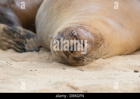 Stock Foto von einem Galapagos-Seelöwe (Zalophus Wollebaeki) Ruhe am Strand. Stockfoto