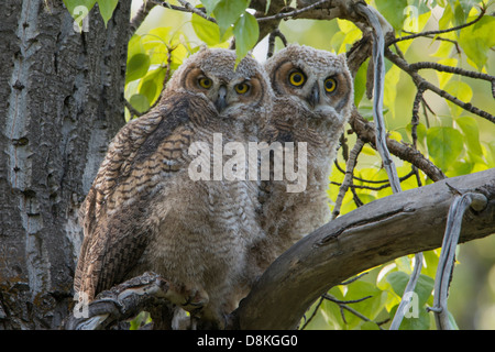 Ein paar große gehörnte Eule (Bubo Virginianus) Jungvögel, Bitterroot Valley, Montana Stockfoto