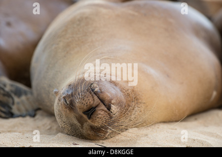 Stock Foto von einem Galapagos-Seelöwe (Zalophus Wollebaeki) Ruhe am Strand. Stockfoto