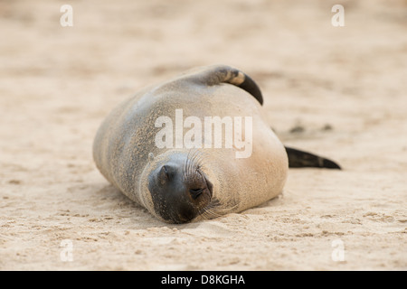 Stock Foto von einem Galapagos-Seelöwe (Zalophus Wollebaeki) Ruhe am Strand. Stockfoto