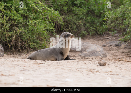 Stock Foto eines Galapagos-Seelöwen-Welpen am Strand sitzen Stockfoto