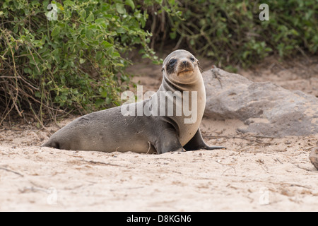 Stock Foto eines Galapagos-Seelöwen-Welpen am Strand sitzen Stockfoto