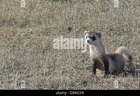 Das Schwarzfußferret (Mustela nigripes), auch bekannt als amerikanisches Polecat, ist ein kleines fleischfressendes Säugetier, das vor allem in Nordamerika vorkommt. Es ist eine vom Aussterben bedrohte Spezies, die sich auf Präriehunde als Futter und Unterschlupf verlassen. Stockfoto