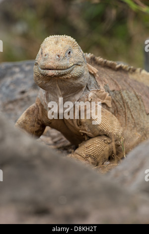 Stock Foto von einem Santa Fe Land Iguana zwischen den Felsen. Stockfoto