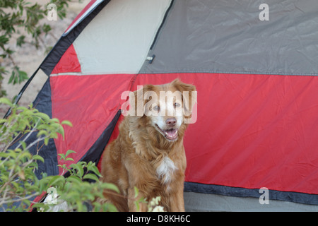 Entzückende weibliche Nova Scotia Duck Tolling Retriever sitzend durch ein Zelt Stockfoto