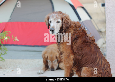 Zwei Golden Retriever camping - konzentrieren sich nur auf einen Stockfoto