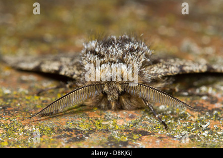 Brindel Schönheit (Lycia Hirtaria) Stockfoto