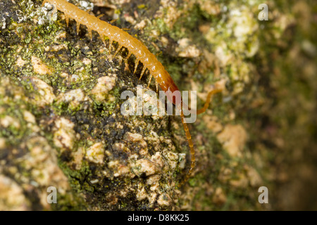 Western gelbe Centipede (Stigmatogaster Subterranea) Stockfoto