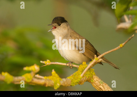 männliche Mönchsgrasmücke (Sylvia Atricapilla) singen aus einem Weißdorn-Busch Stockfoto