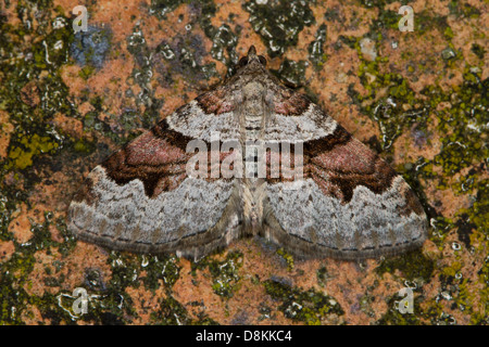 Flame Teppich (Xanthorhoe Designata) Stockfoto