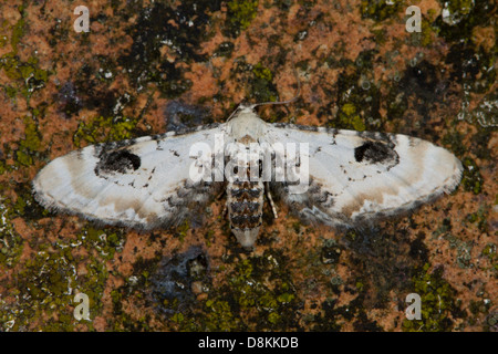 Kalk-Speck Mops (Eupithecia Centaureata) Stockfoto