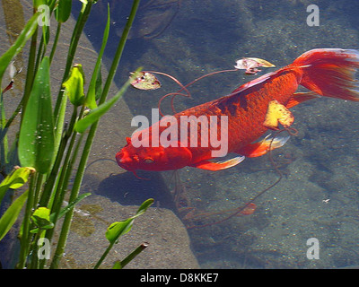 Ein leuchtender roter Goldfisch schwimmt anmutig in klarem Wasser. Seine markante rot-orange Farbe und die fließenden Flossen machen ihn zu einem auffälligen Motiv in Aquarien und natürlichen Umgebungen. Stockfoto