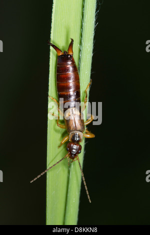 Gemeinsamen Ohrwurm (Forficula Auricularia) Stockfoto