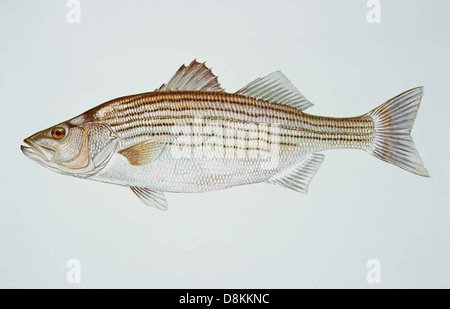 Striped Bass Morone Inselbogens Fisch. Stockfoto