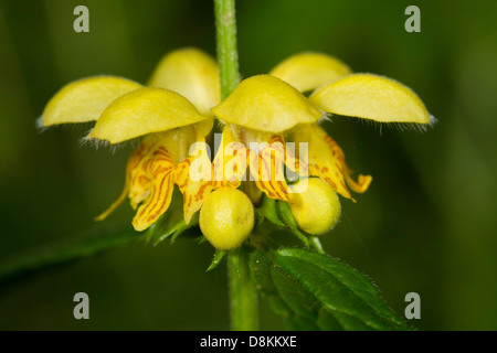 Erzengel (Lamium Galeobdolon) Blume gelb Stockfoto