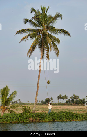 Mann pflücken Kokosnüsse in den Backwaters von Kerala, Indien Stockfoto