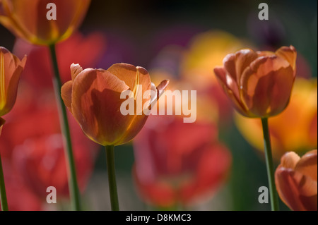 Burnt orange Tulpen mit rot und gelb im Hintergrund. Stockfoto