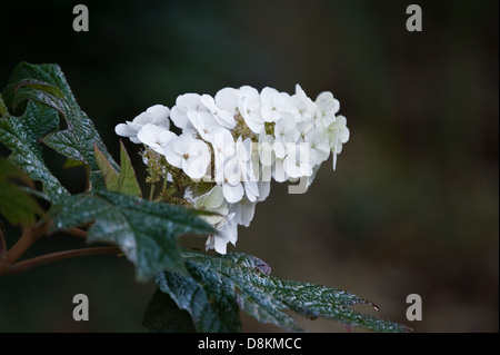 Hydrangea Quercifolia Snow Queen Stockfoto