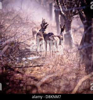 Hirsche im Wald Stockfoto