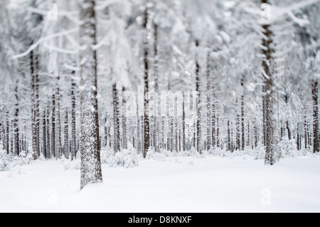 Winterwald in Masserberg, Landkreis Hildburghausen, Thüringen, Deutschland Stockfoto