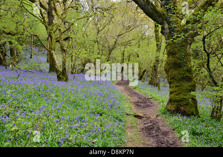 Glockenblumen in voller Blüte in Meldon Woods am Rande des Dartmoor, Devon Stockfoto