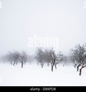 Obstgarten im Winter in Erfurt, Thüringen, Deutschland Stockfoto