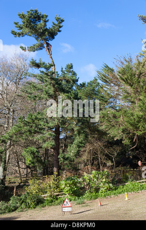Baumpfleger, schneiden Sie die Spitze von einem hohen Nadelbaum Baum, Devon. Stockfoto